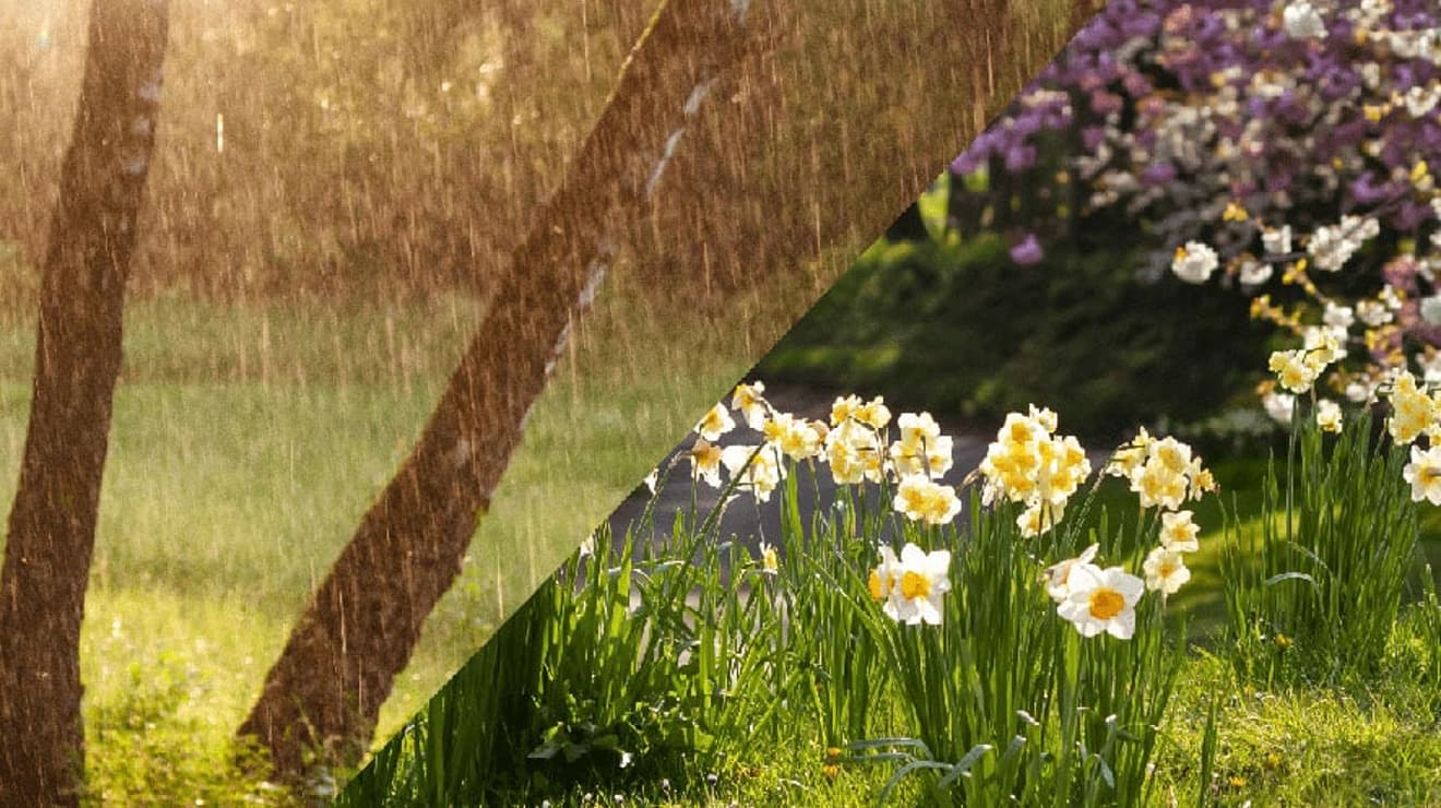 Spring flowers
